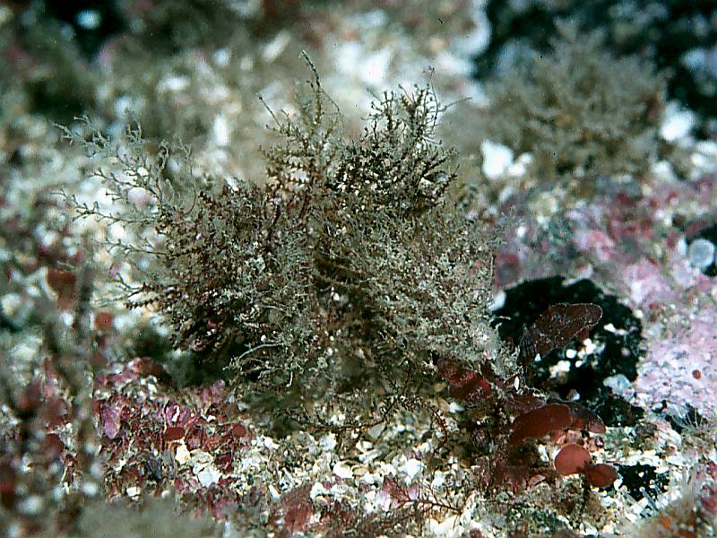 Abietinaria filicula